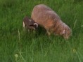 /album/beeeee/snimek-065-jpg/